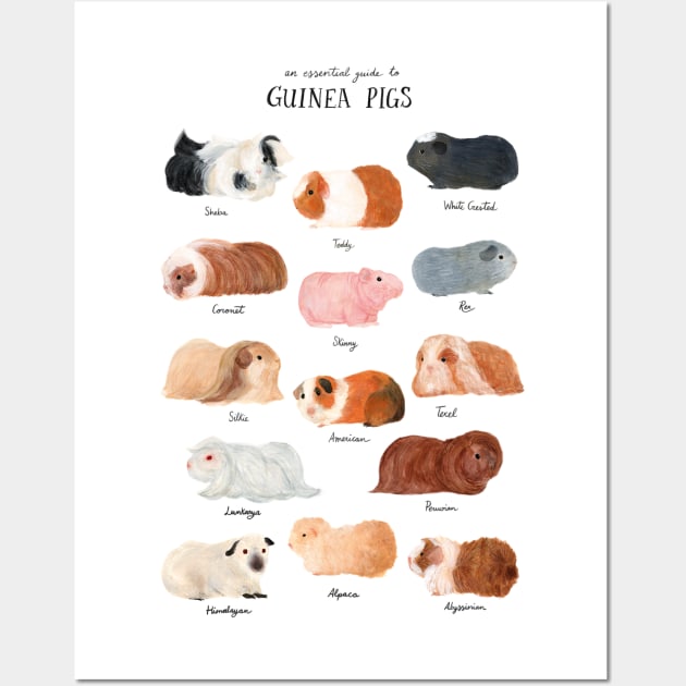 Guinea Pig Breed Chart Wall Art by Delaserratoyou